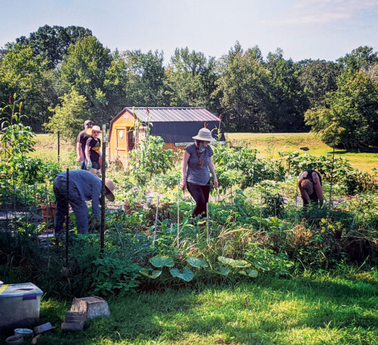 Virginia Free Farm: Cultivating Food Justice
